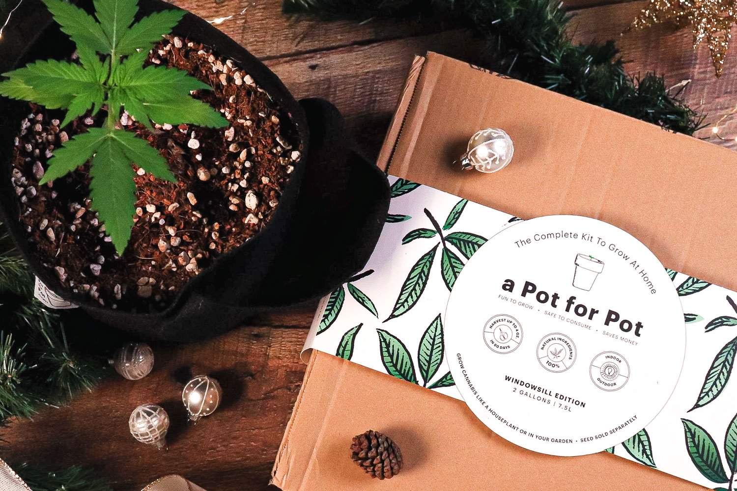 cannabis grow kit christmas present